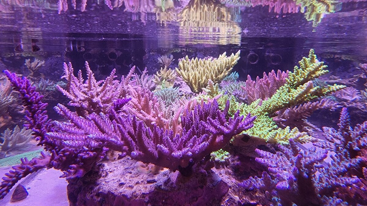 Healthy aquacultured Acropora SPS coral colony in research-grade display tank